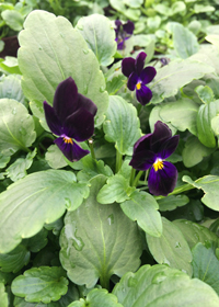 Viola cornuta 'Bowle's Black'